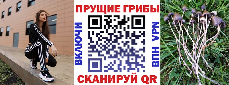 Галлюциногенные грибы Magic Shrooms  Шенкурск 